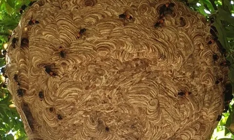 2 anh em suy đa tạng nguy kịch do bị ong vò vẽ đốt