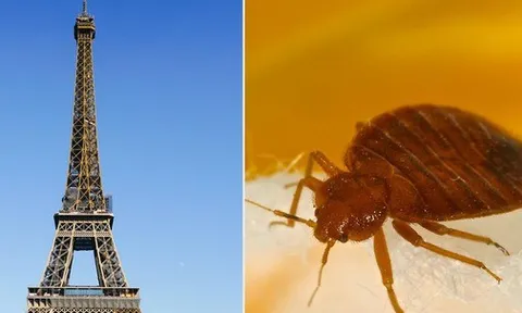 Côn trùng hút máu người tấn công thủ đô Paris (Pháp): Sự kiện lớn tầm cỡ thế giới bị đe dọa nghiêm trọng