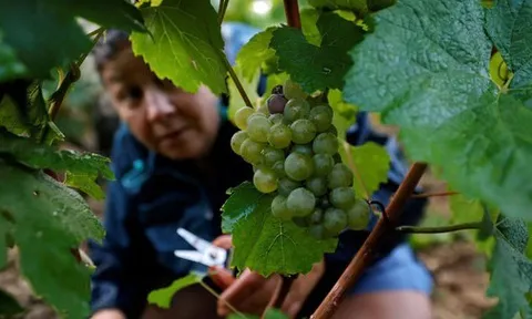 Tuổi cao vẫn sáng mắt nhờ ăn nho