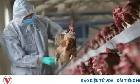 Campuchia phát hiện ca tử vong do cúm gia cầm H5N1