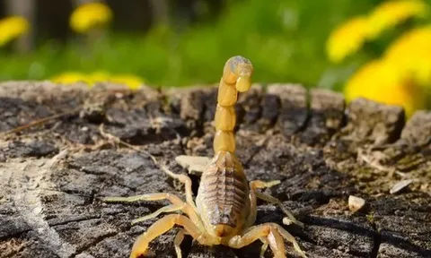 Bé gái ngưng tim, tử vong sau khi bị bọ cạp cắn