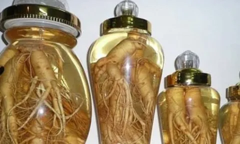 Tác hại của rượu đinh lăng