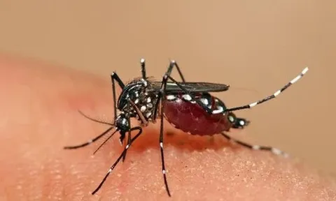 Việt Nam sẽ tiêm thử nghiệm vắc-xin sốt xuất huyết