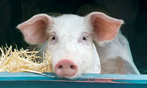 Mỹ: Đột phá lớn trong nghiên cứu ghép thận heo cho người