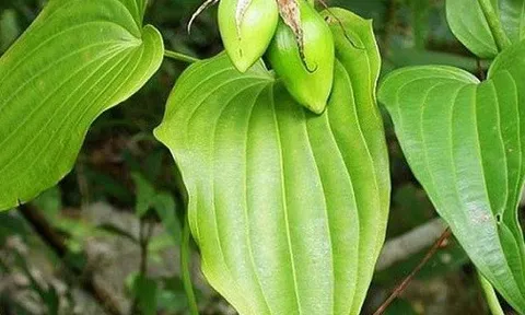 Loại cây mọc hoang dại nhiều nơi, được ví 'tốt như sâm', giúp bổ phổi, trị ho