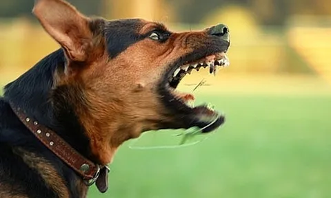 2 trẻ bị nhiễm trùng do tụ cầu vàng sau khi bị chó cắn