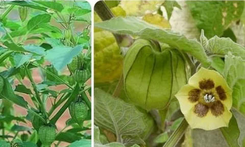 Loại cây dại mọc đầy ở Việt Nam lại là vũ khí chống ung thư và bệnh tiểu đường