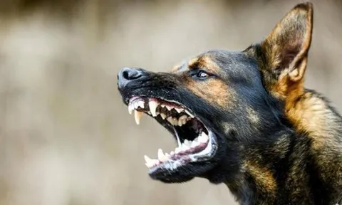 Căn bệnh lây truyền từ chó mèo, có tỷ lệ tử vong gần như 100% khi xuất hiện triệu chứng