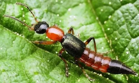 Khổ sở vì bị loại kiến có độc tố gấp 15 lần rắn hổ mang “hành”