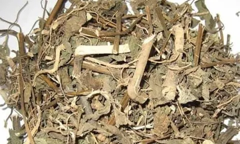 Tự ý uống thuốc nam chữa sỏi thận, người phụ nữ hoại tử toàn thân