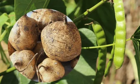 Ba bố con nhập viện cấp cứu do ăn hạt cây củ đậu