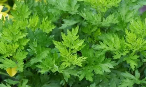 Tại sao lá ngải cứu được gọi là vua của các loại thảo mộc?