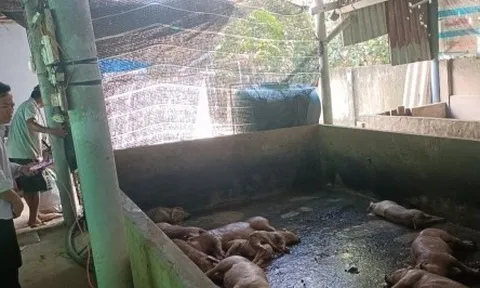 8/11 huyện, thành thị ở Tiền Giang đã xảy ra bệnh tả heo Châu Phi