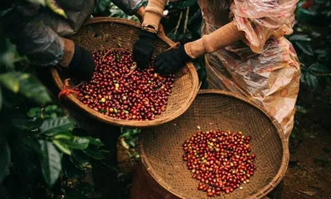 Giá cà phê tăng mạnh trước lo ngại thiếu hụt nguồn cung