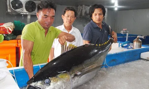 Đầu bếp nổi tiếng thế giới đến Bình Định làm đại tiệc cá ngừ miễn phí