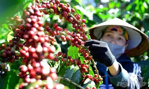 Giá nông sản 17/7: Cà phê đồng loạt tăng, lúa gạo xuất khẩu giảm