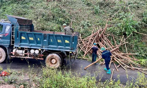 Quảng Ninh đề nghị doanh nghiệp xuất khẩu gỗ hỗ trợ tiêu thụ cho các chủ rừng