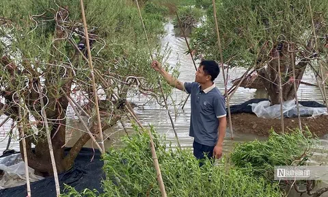 Nông dân Hải Phòng nỗ lực cứu vãn vụ nông sản Tết