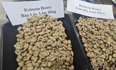 Giá cà phê Robusta tăng dữ dội chỉ sau một đêm