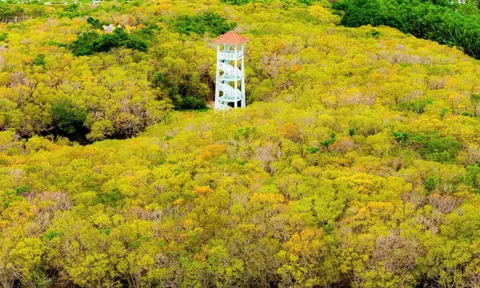 Vẻ đẹp quyến rũ rừng ngập mặn Rú Chá mùa thay lá