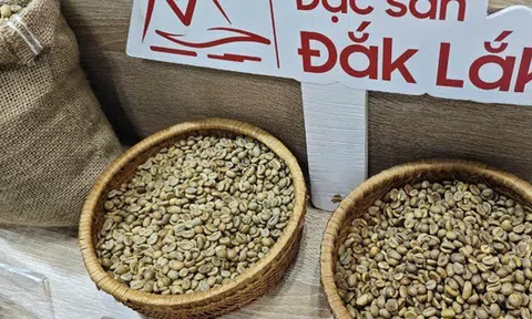 Sốc nặng với giá cà phê Robusta