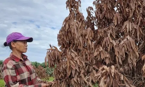 Cây ăn quả chết hàng loạt sau bão lũ, nông dân Lục Ngạn (Bắc Giang) điêu đứng