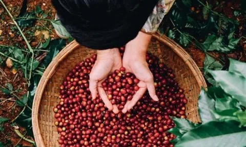 Xuất khẩu cà phê Robusta hưởng lợi nhờ thị trường thế giới biến động