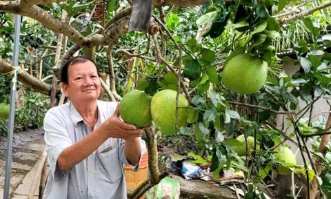 Trái bưởi da xanh giá tăng cao, nhà vườn phấn khởi