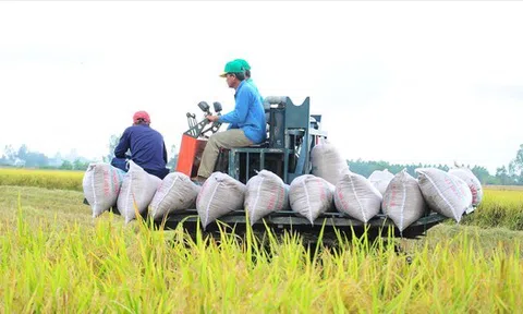 Giá lúa gạo thấp nhất 2 năm: Nông dân, thương lái, doanh nghiệp gặp khó