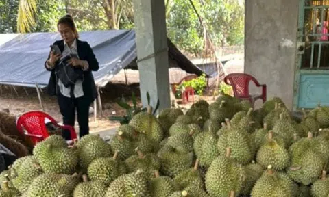 Cận Tết, trái sầu riêng sụt giá bất thường, nhà vườn Tiền Giang giảm lợi nhuận