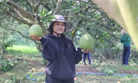 Nông dân lãi tiền tỉ với mùa bưởi Tết bội thu