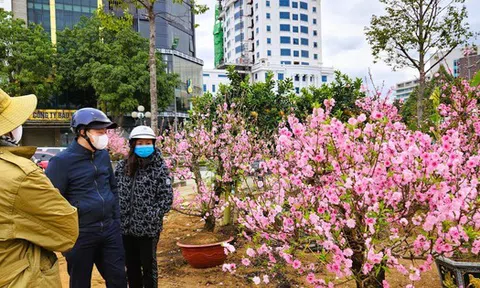 Đào bung nở khắp phố dưới mưa rét, tiểu thương "cắn răng" xả lỗ