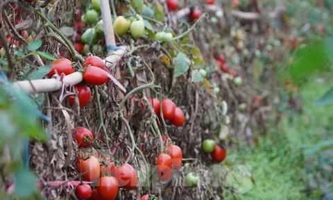 Hàng chục tấn cà chua chín đầy vườn không người mua