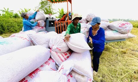 Dự báo mới về giá gạo, một lượng lớn gạo giá rẻ của Ấn Độ có thể tung ra thị trường