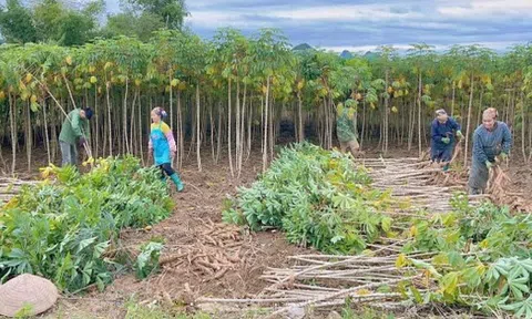 Không phải gạo hay sầu riêng, một loại cây quý đưa Việt Nam và Thái Lan trở thành 2 ông trùm của thế giới: Từ gốc đến ngọn đều hái ra tiền, nước ta có 43 tỉnh thành đang sở hữu