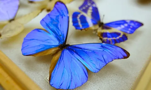 Muôn màu muôn vẻ tấm pin năng lượng mặt trời