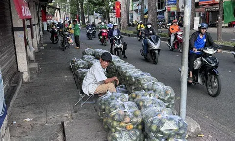 Nắng nóng, cam sành "giải cứu" tăng giá