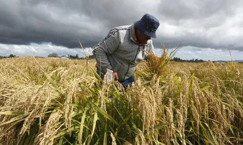 Bước tiến đáng kinh ngạc ở cánh đồng lúa cực Nam thế giới