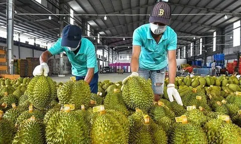 Sầu riêng 'vấp ngã' khiến xuất khẩu rau quả lao dốc