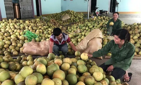 Thị trường khó tính nhất thế giới sắp mở cửa cho loại quả 'bá vương' của Việt Nam, chất lượng hàng đầu khiến Thứ trưởng Bộ Nông nghiệp Mỹ cũng phải khen
