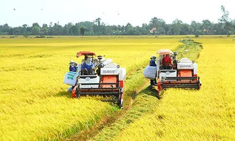 Phát triển bền vững và giảm phát thải trong sản xuất lúa gạo