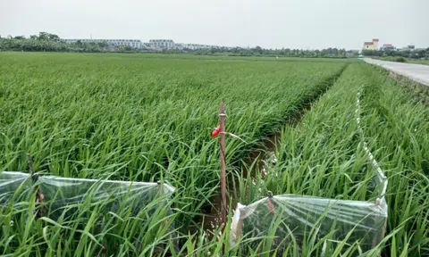 Dùng điện bẫy chuột khiến 1 người tử vong, chủ ruộng bị tạm giữ