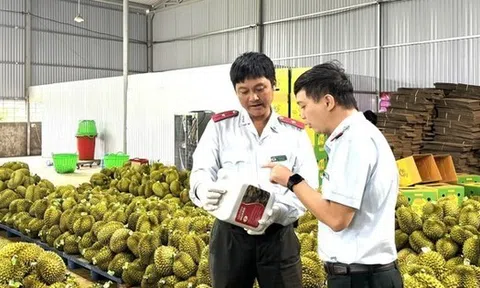 Bất ngờ thông tin sầu riêng nhiễm chất cấm