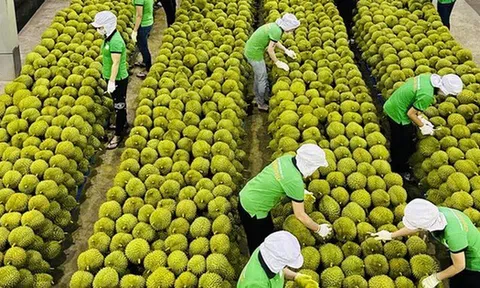 Việt Nam trong cuộc đua khốc liệt giành thị phần sầu riêng tại Trung Quốc