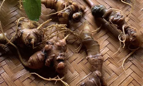 "Đại gia ô tô" THACO lấn sân dự án sản xuất Sâm Ngọc Linh quy mô lớn