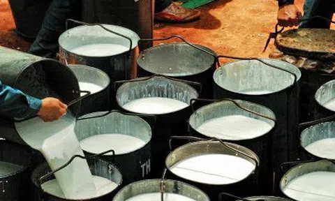 Hàng nghìn tấn 'vàng trắng' của Việt Nam đổ bộ Mỹ với giá đắt đỏ, thuế nhập khẩu 7%