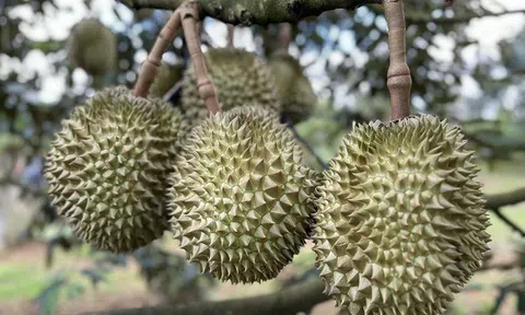 Truy nã kẻ lừa bán sầu riêng, “ẵm” hàng tỷ đồng tiền cọc của nhiều tiểu thương
