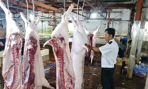 Lộ sai phạm kiểm soát tại lò mổ heo cho Công ty C.P Việt Nam