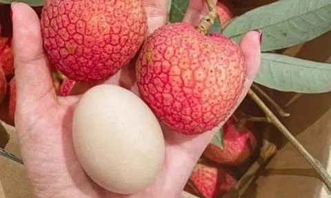 Loại vải hơn 10.000đ/quả, to bằng trứng gà: Người ăn nhận xét "Chưa bao giờ ăn vải nào ngon thế này"