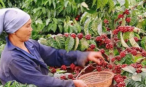 Giá cà phê Việt Nam cao nhất từ trước đến nay